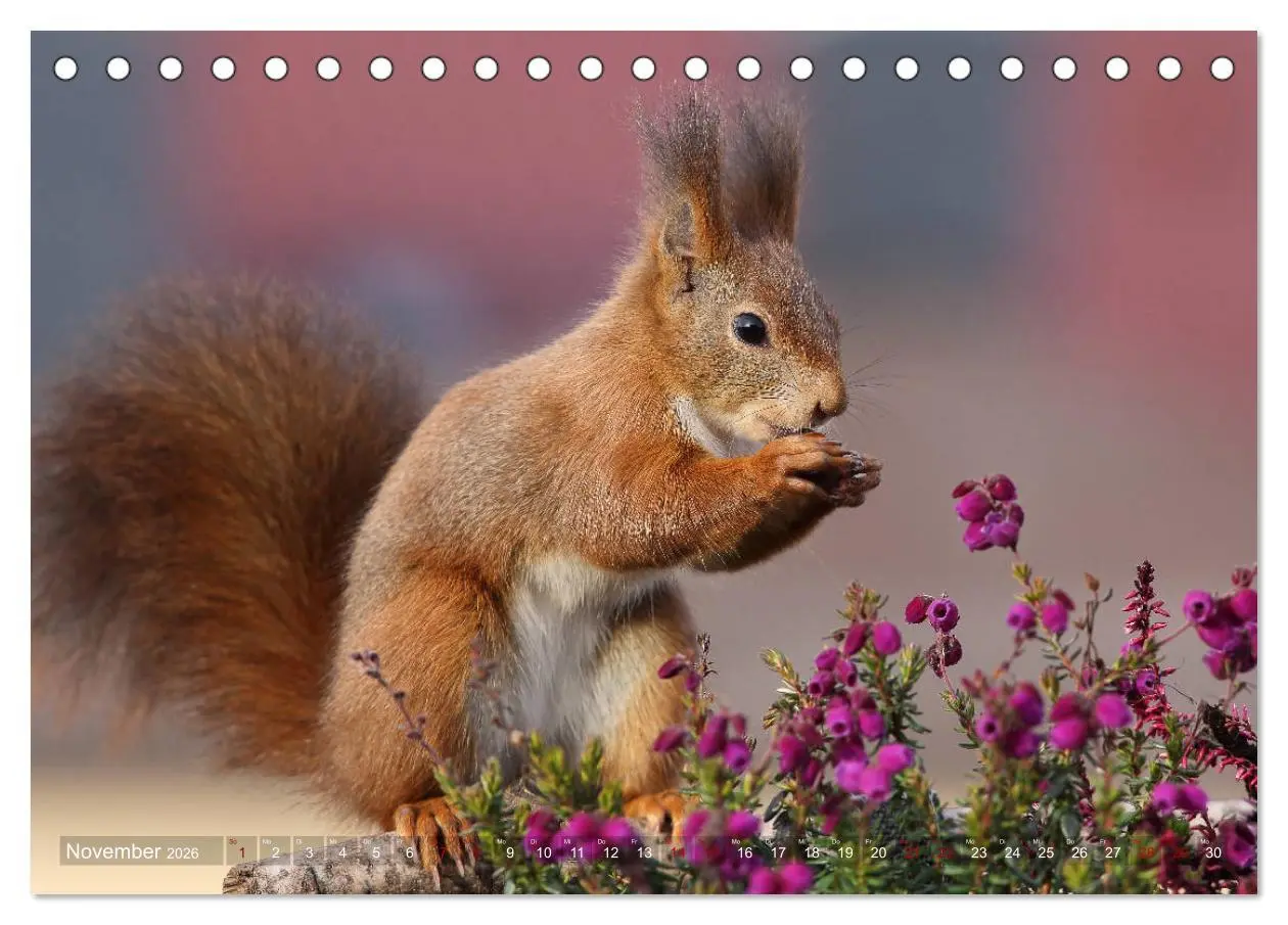 Bild: 9783457883143 | Eichhörnchen Momentaufnahmen fürs Herz (Tischkalender 2026 DIN A5...
