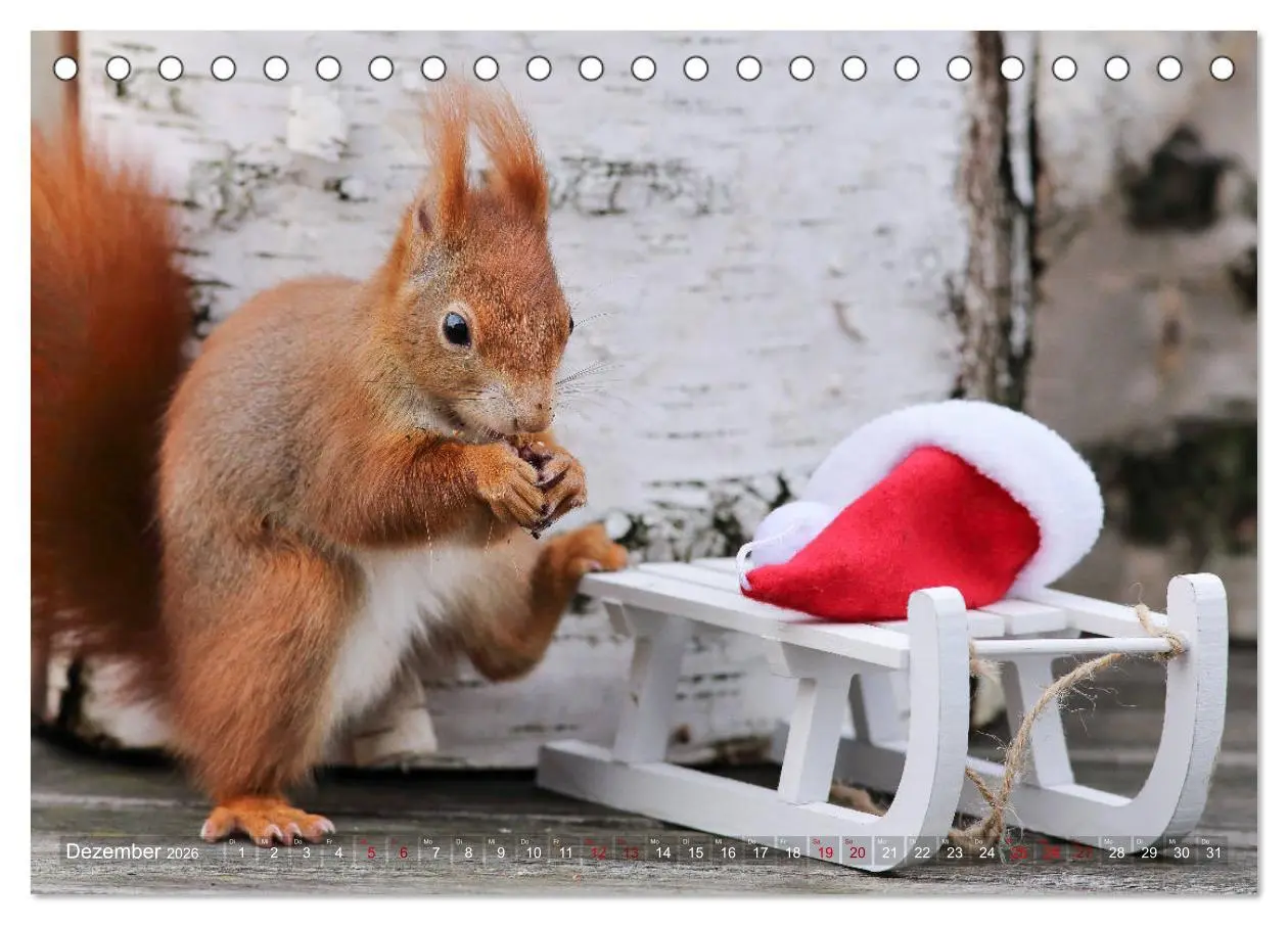 Bild: 9783457883143 | Eichhörnchen Momentaufnahmen fürs Herz (Tischkalender 2026 DIN A5...