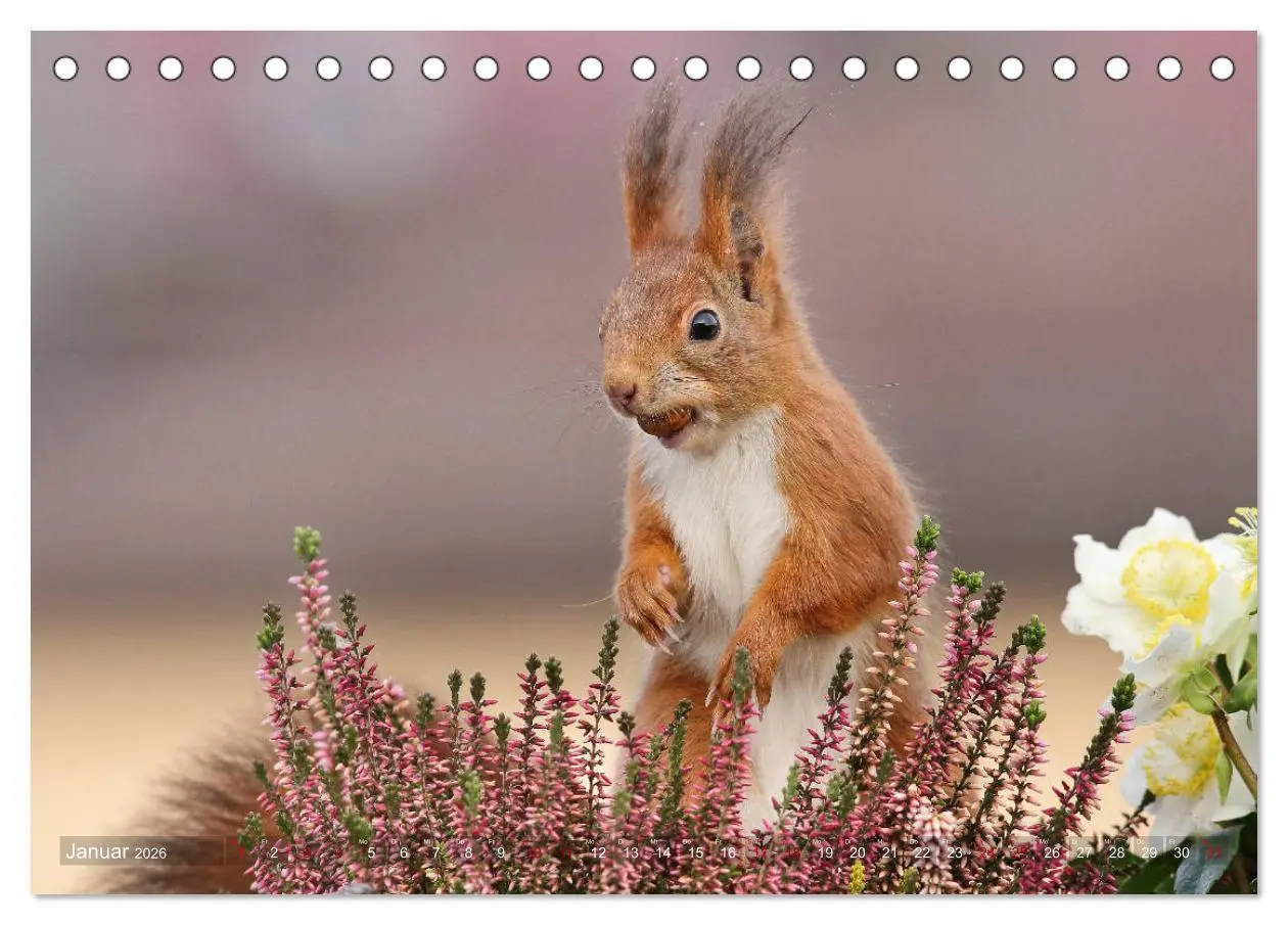Bild: 9783457883143 | Eichhörnchen Momentaufnahmen fürs Herz (Tischkalender 2026 DIN A5...