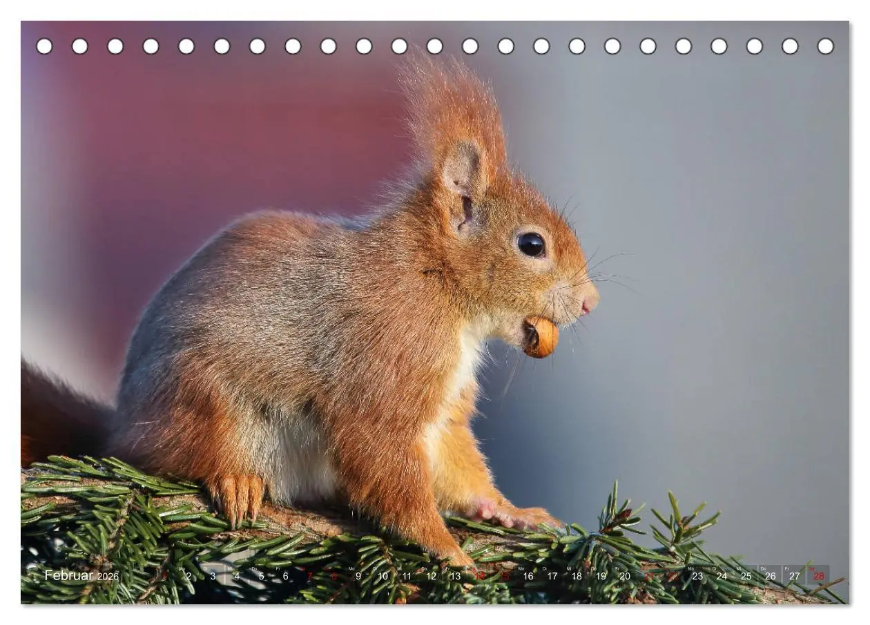 Bild: 9783457883143 | Eichhörnchen Momentaufnahmen fürs Herz (Tischkalender 2026 DIN A5...