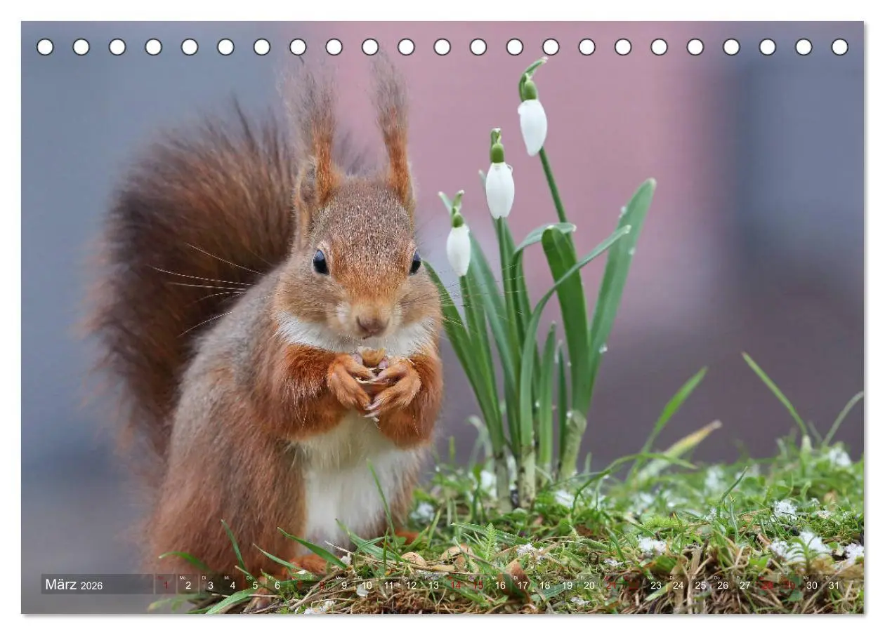 Bild: 9783457883143 | Eichhörnchen Momentaufnahmen fürs Herz (Tischkalender 2026 DIN A5...