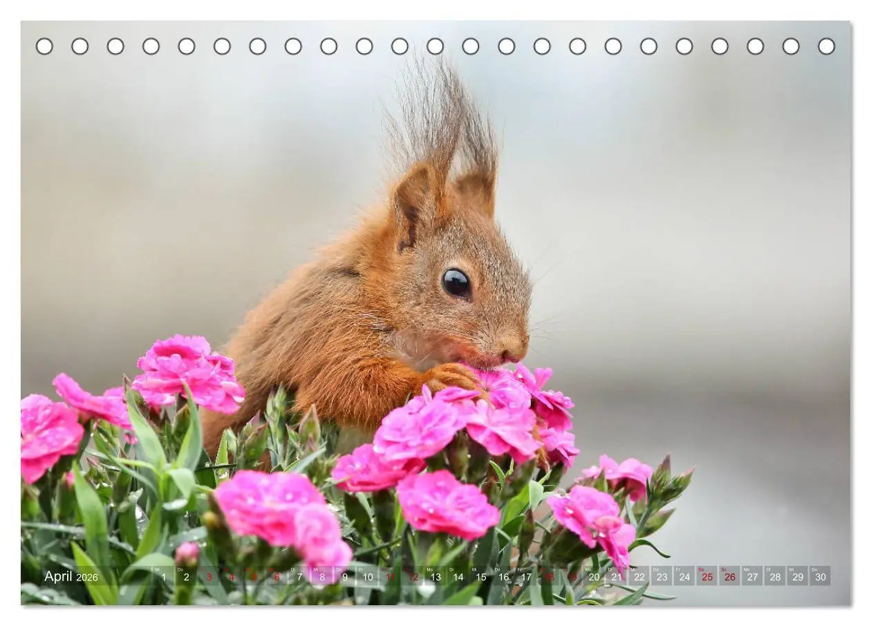 Bild: 9783457883143 | Eichhörnchen Momentaufnahmen fürs Herz (Tischkalender 2026 DIN A5...