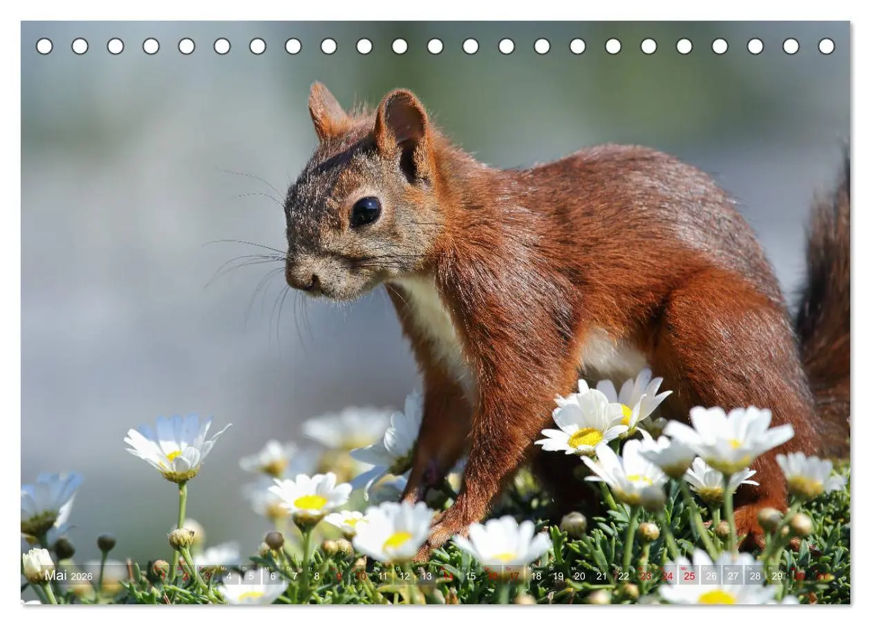 Bild: 9783457883143 | Eichhörnchen Momentaufnahmen fürs Herz (Tischkalender 2026 DIN A5...