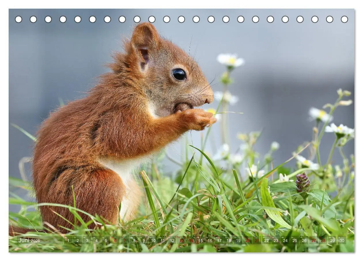Bild: 9783457883143 | Eichhörnchen Momentaufnahmen fürs Herz (Tischkalender 2026 DIN A5...
