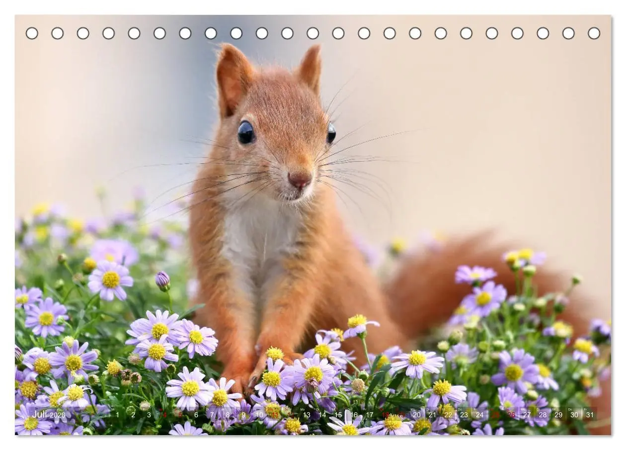 Bild: 9783457883143 | Eichhörnchen Momentaufnahmen fürs Herz (Tischkalender 2026 DIN A5...