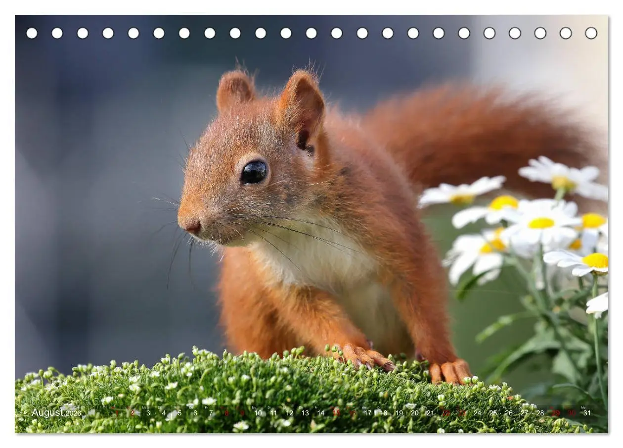Bild: 9783457883143 | Eichhörnchen Momentaufnahmen fürs Herz (Tischkalender 2026 DIN A5...