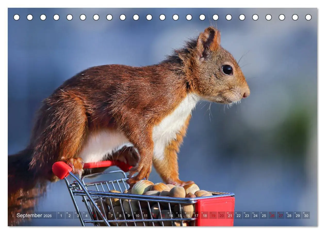 Bild: 9783457883143 | Eichhörnchen Momentaufnahmen fürs Herz (Tischkalender 2026 DIN A5...