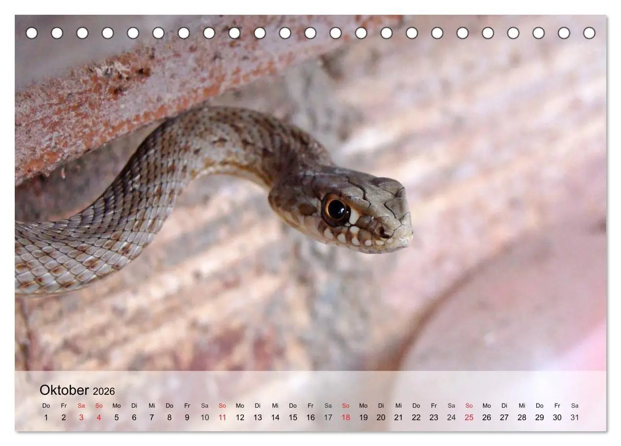 Bild: 9783516043143 | Kleine Reptilien (Tischkalender 2026 DIN A5 quer), CALVENDO...