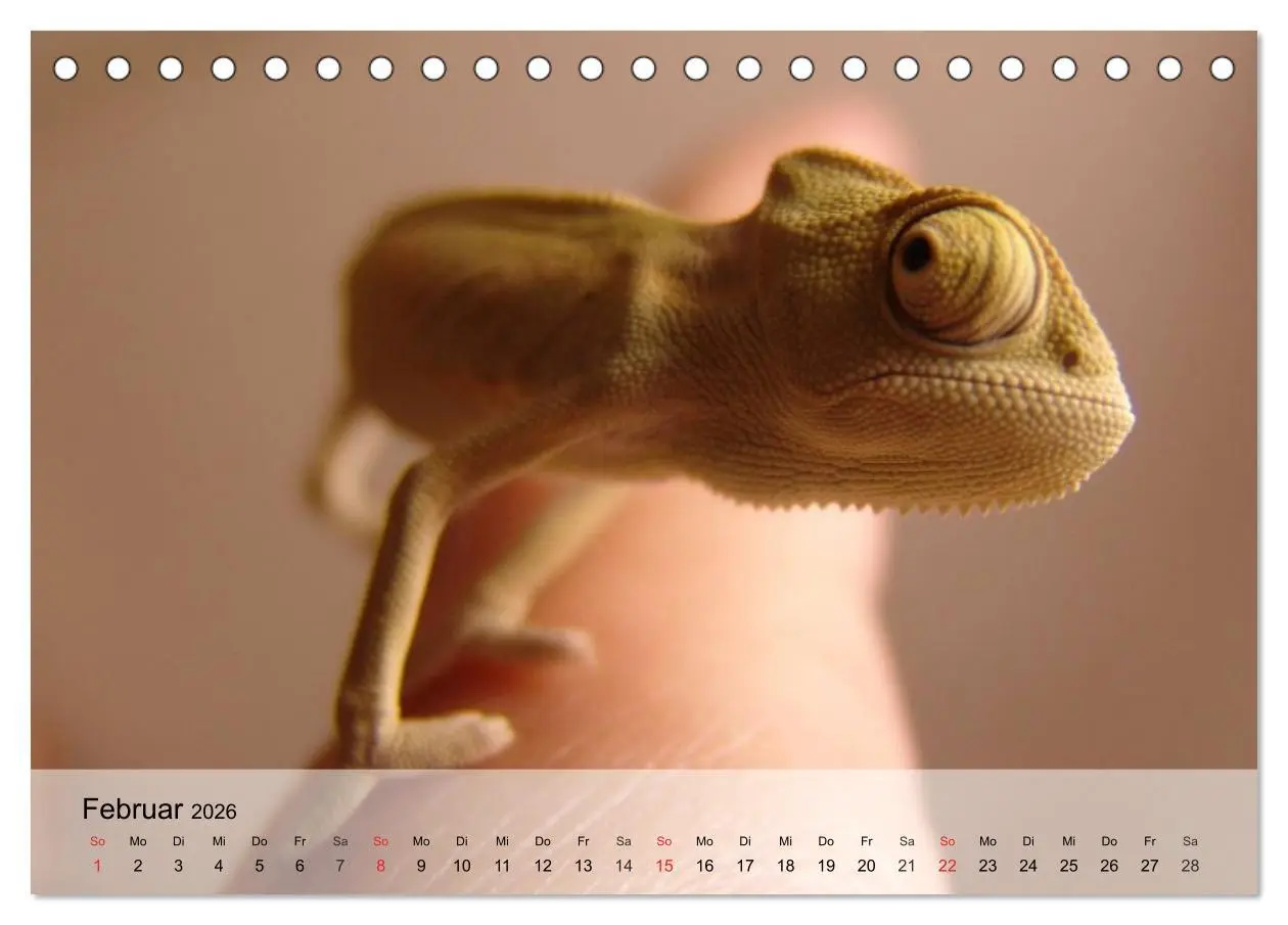 Bild: 9783516043143 | Kleine Reptilien (Tischkalender 2026 DIN A5 quer), CALVENDO...