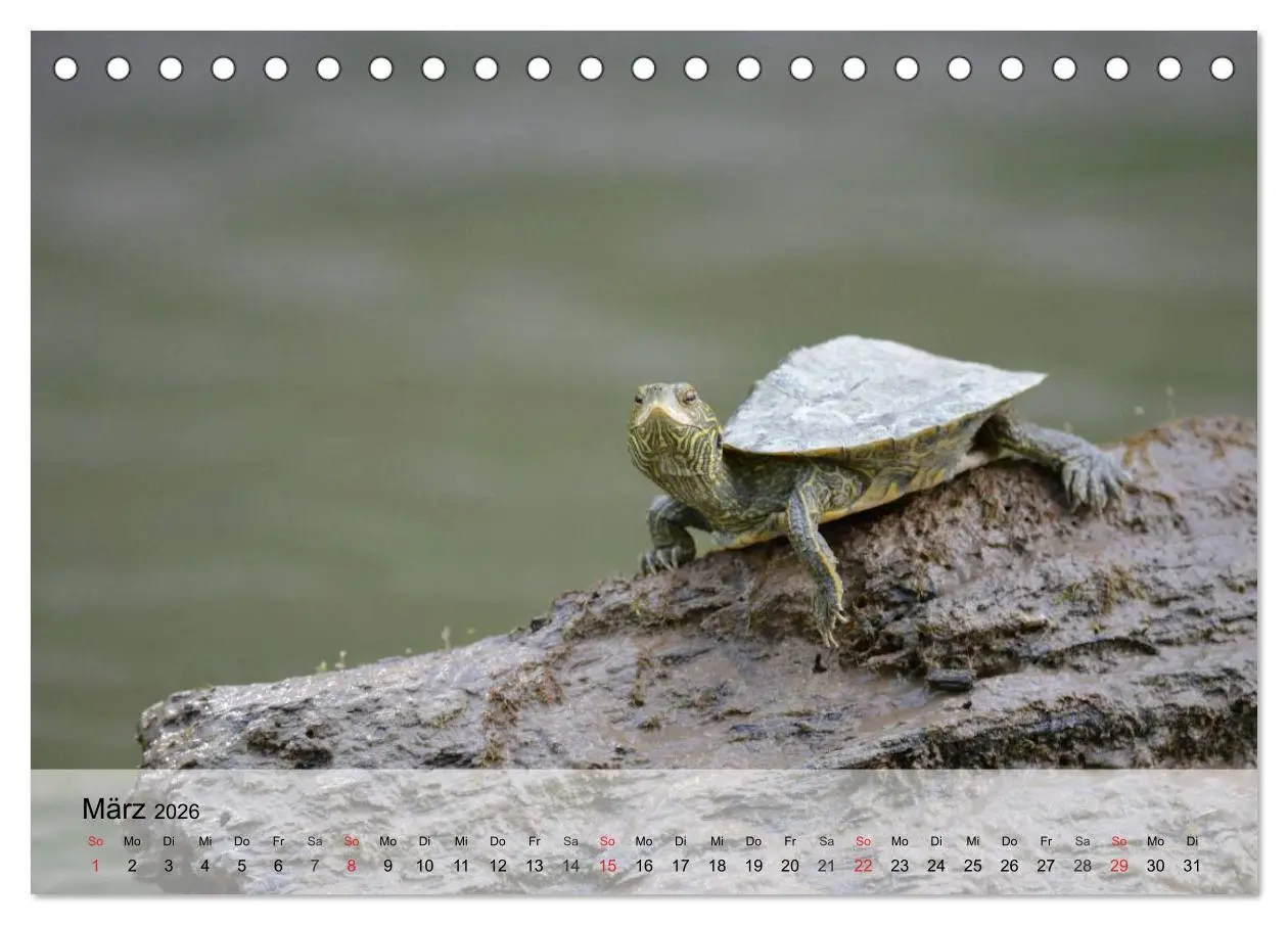 Bild: 9783516043143 | Kleine Reptilien (Tischkalender 2026 DIN A5 quer), CALVENDO...
