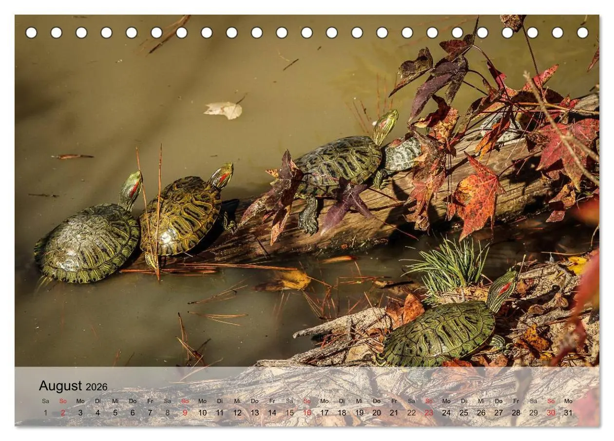 Bild: 9783516043143 | Kleine Reptilien (Tischkalender 2026 DIN A5 quer), CALVENDO...
