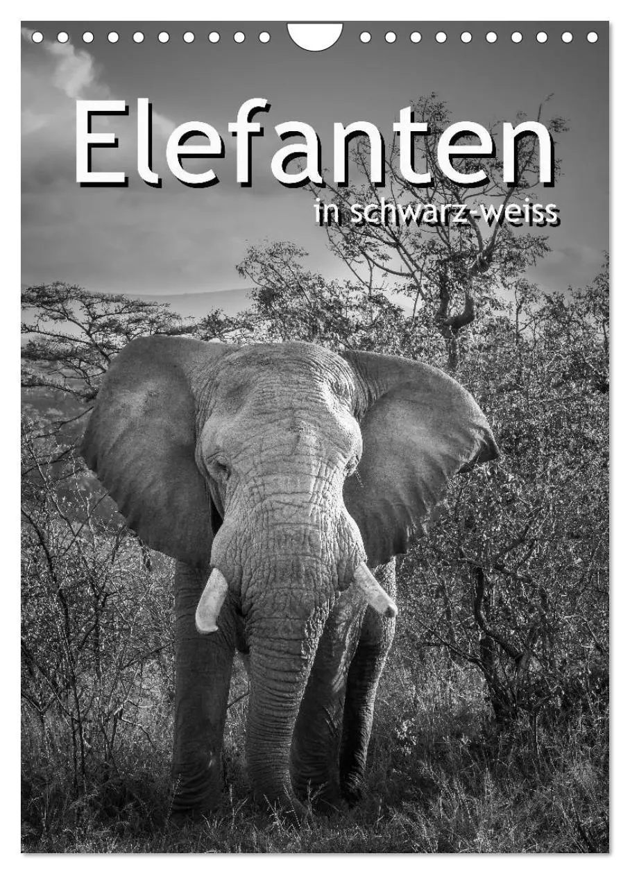 Cover: 9783516423143 | Elefanten in schwarz-weiss (Wandkalender 2026 DIN A4 hoch),...