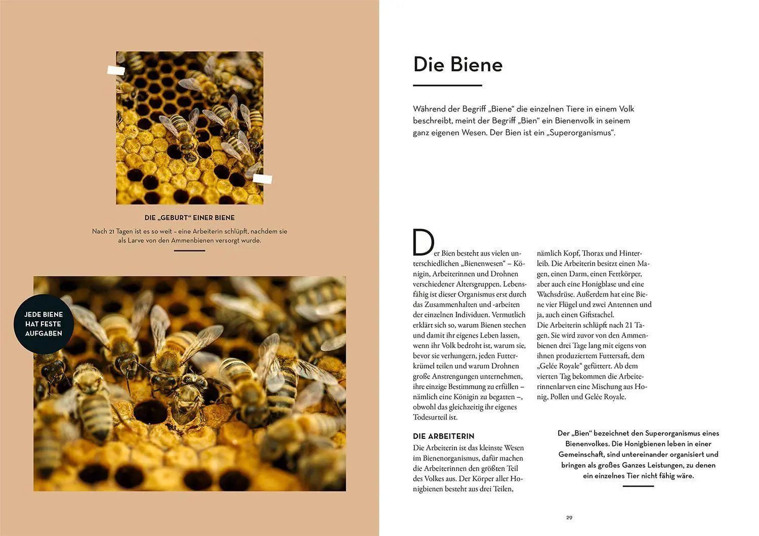 Bild: 9783440173343 | Imkern | Sebastian Faiß (u. a.) | Taschenbuch | 136 S. | Deutsch