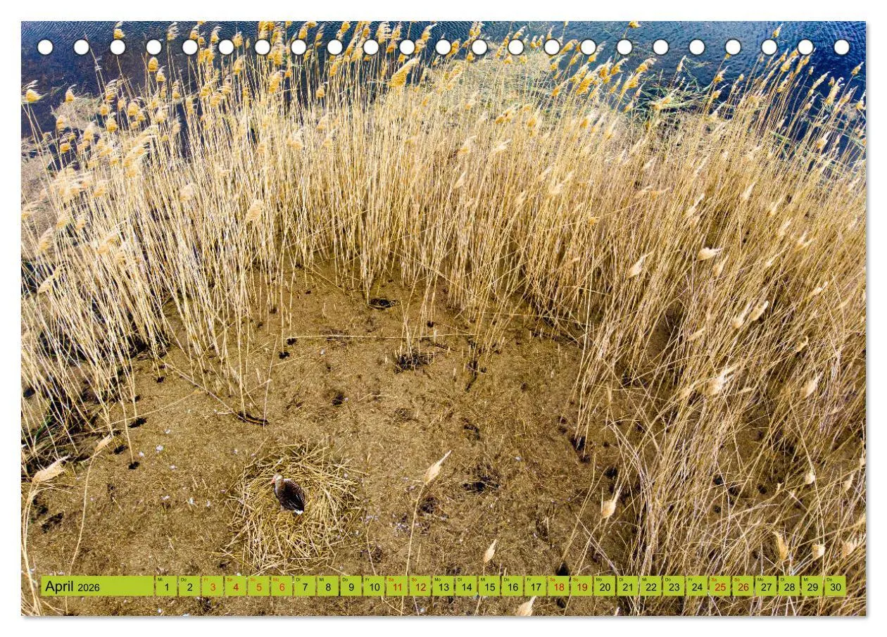 Bild: 9783457843543 | Schorfheide von oben (Tischkalender 2026 DIN A5 quer), CALVENDO...