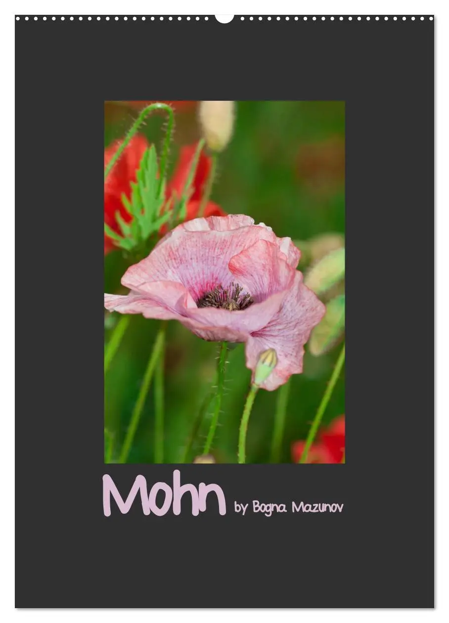 Cover: 9783516483543 | Mohn (Wandkalender 2026 DIN A2 hoch), CALVENDO Monatskalender | 2026