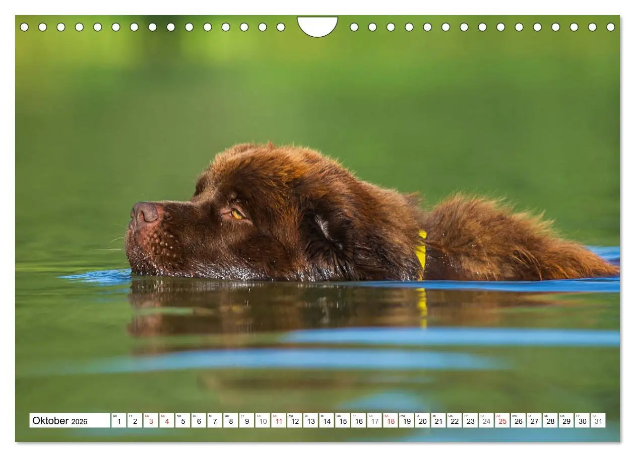 Bild: 9783457823743 | Neufundländer - Ein bärenstarker Freund (Wandkalender 2026 DIN A4...
