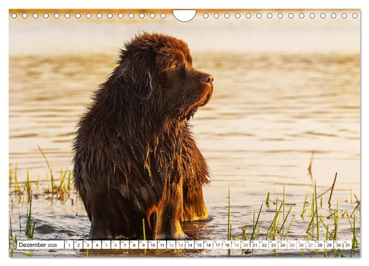 Bild: 9783457823743 | Neufundländer - Ein bärenstarker Freund (Wandkalender 2026 DIN A4...