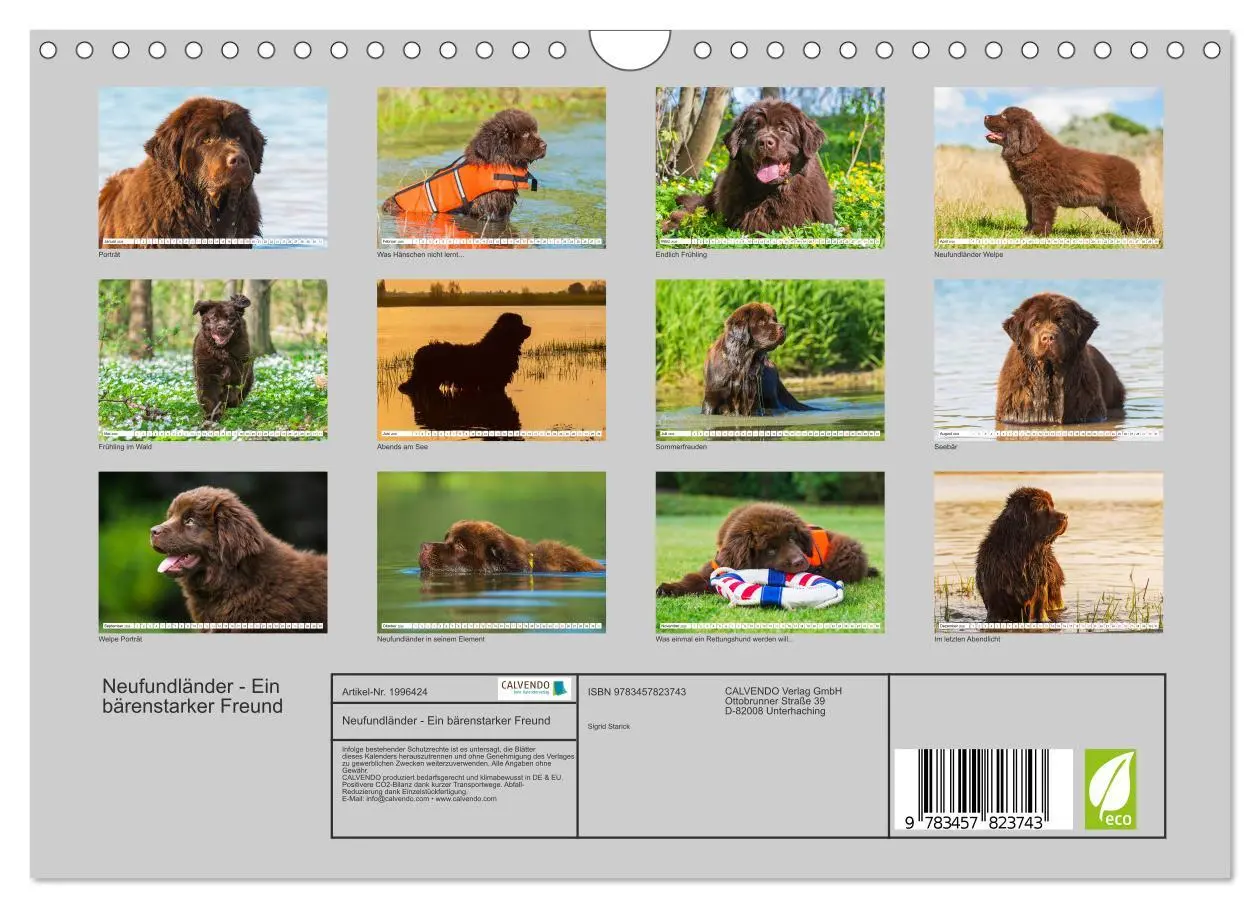 Bild: 9783457823743 | Neufundländer - Ein bärenstarker Freund (Wandkalender 2026 DIN A4...