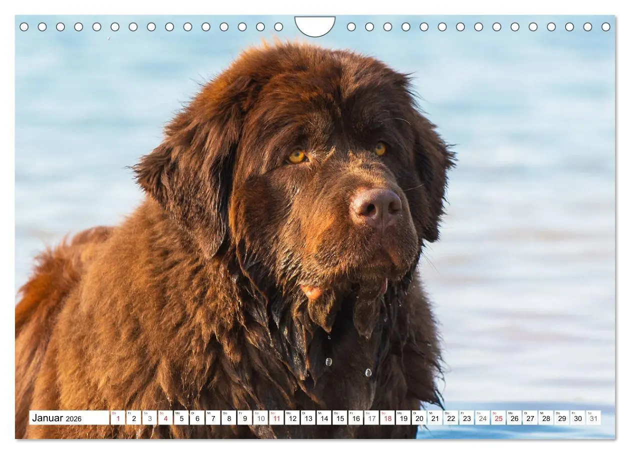 Bild: 9783457823743 | Neufundländer - Ein bärenstarker Freund (Wandkalender 2026 DIN A4...