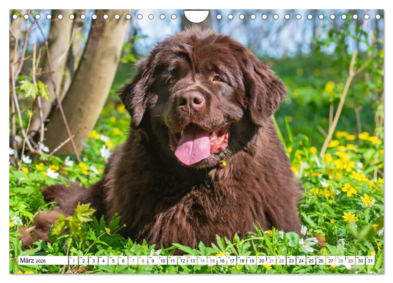Bild: 9783457823743 | Neufundländer - Ein bärenstarker Freund (Wandkalender 2026 DIN A4...