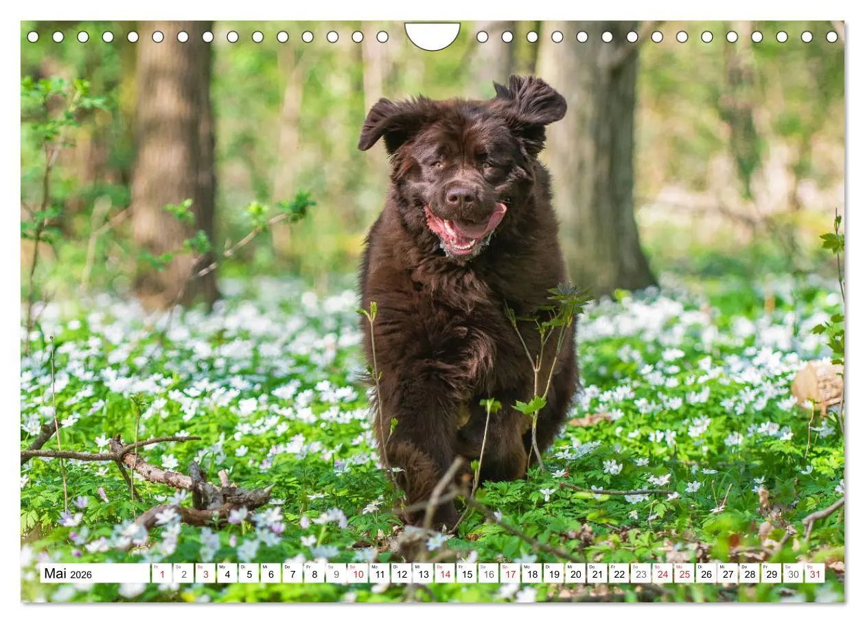 Bild: 9783457823743 | Neufundländer - Ein bärenstarker Freund (Wandkalender 2026 DIN A4...