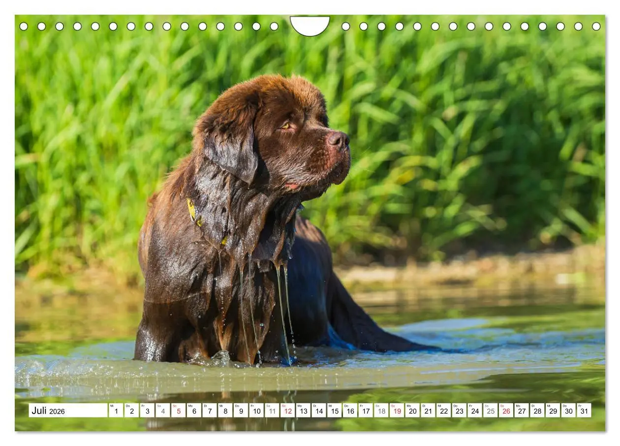 Bild: 9783457823743 | Neufundländer - Ein bärenstarker Freund (Wandkalender 2026 DIN A4...