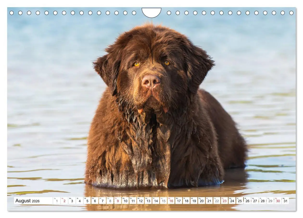 Bild: 9783457823743 | Neufundländer - Ein bärenstarker Freund (Wandkalender 2026 DIN A4...