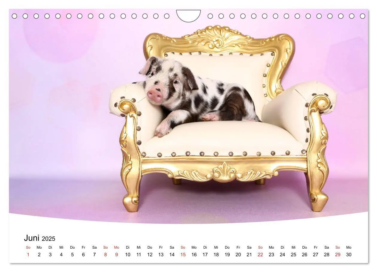 Bild: 9783435333943 | Niedliche Ferkel lovely piglets 2025 (Wandkalender 2025 DIN A4...