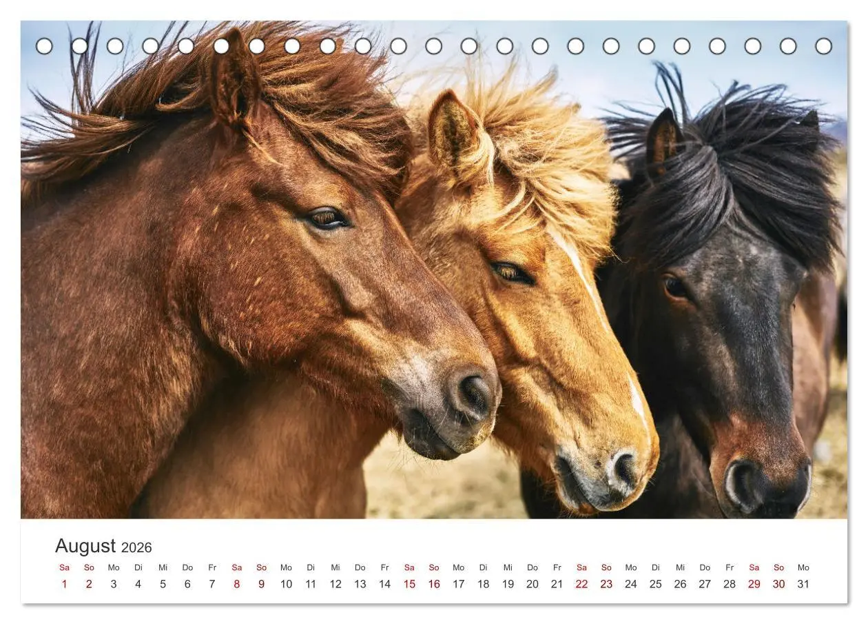 Bild: 9783457554043 | Islandpferde - Von ihrer schönsten Seite (Tischkalender 2026 DIN A5...