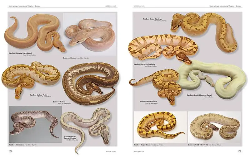 Bild: 9783866594043 | Python regius | Atlas of Colour Morphs, Keeping and Breeding | Buch