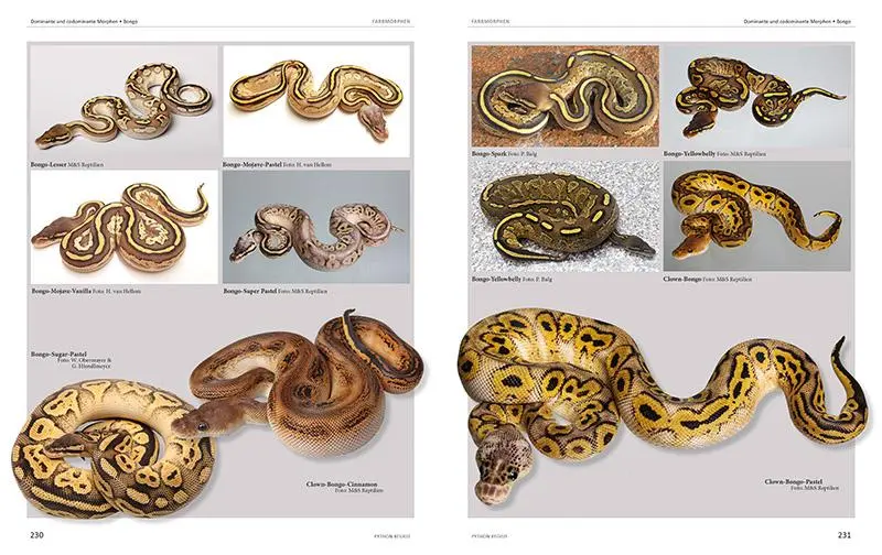 Bild: 9783866594043 | Python regius | Atlas of Colour Morphs, Keeping and Breeding | Buch