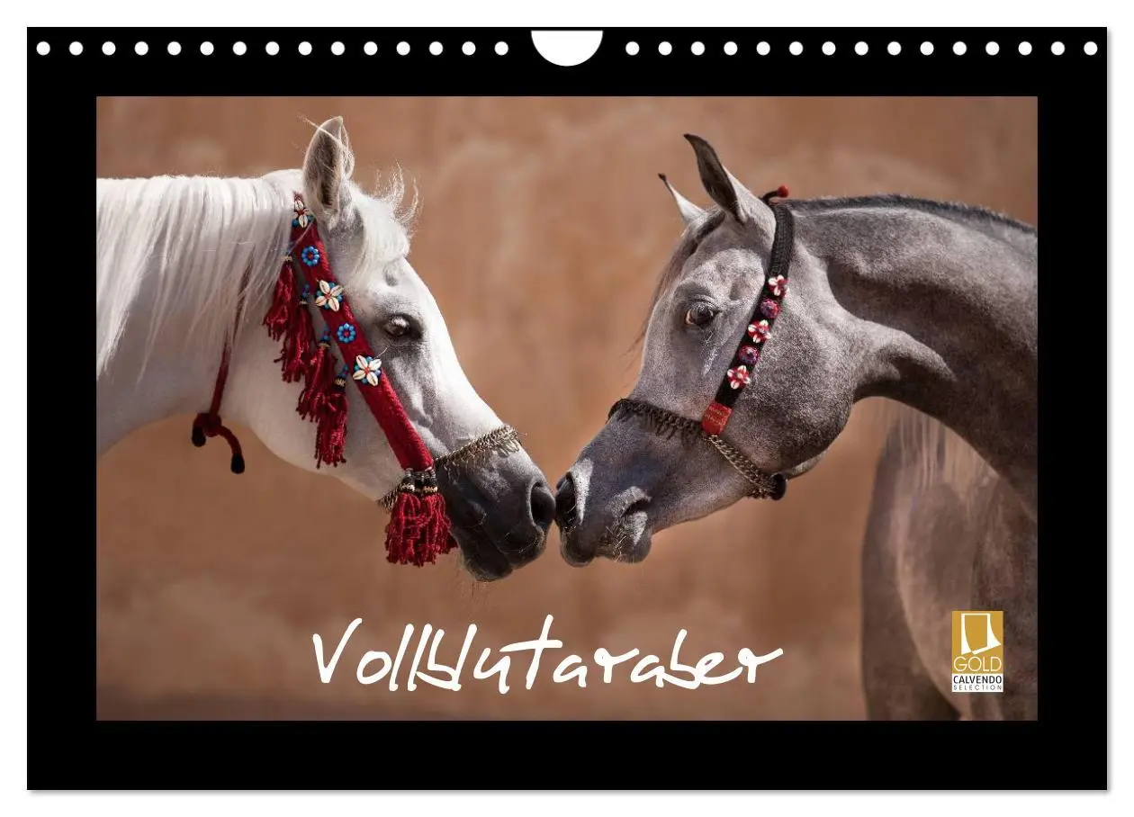 Cover: 9783516184143 | Vollblutaraber (Wandkalender 2026 DIN A4 quer), CALVENDO...