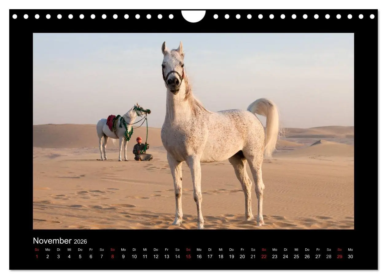 Bild: 9783516184143 | Vollblutaraber (Wandkalender 2026 DIN A4 quer), CALVENDO...