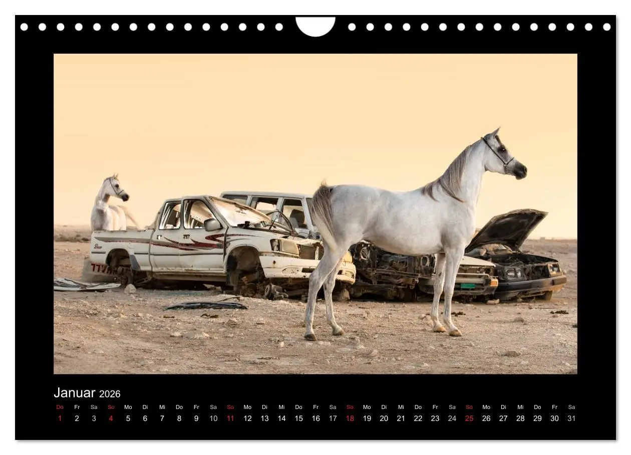 Bild: 9783516184143 | Vollblutaraber (Wandkalender 2026 DIN A4 quer), CALVENDO...