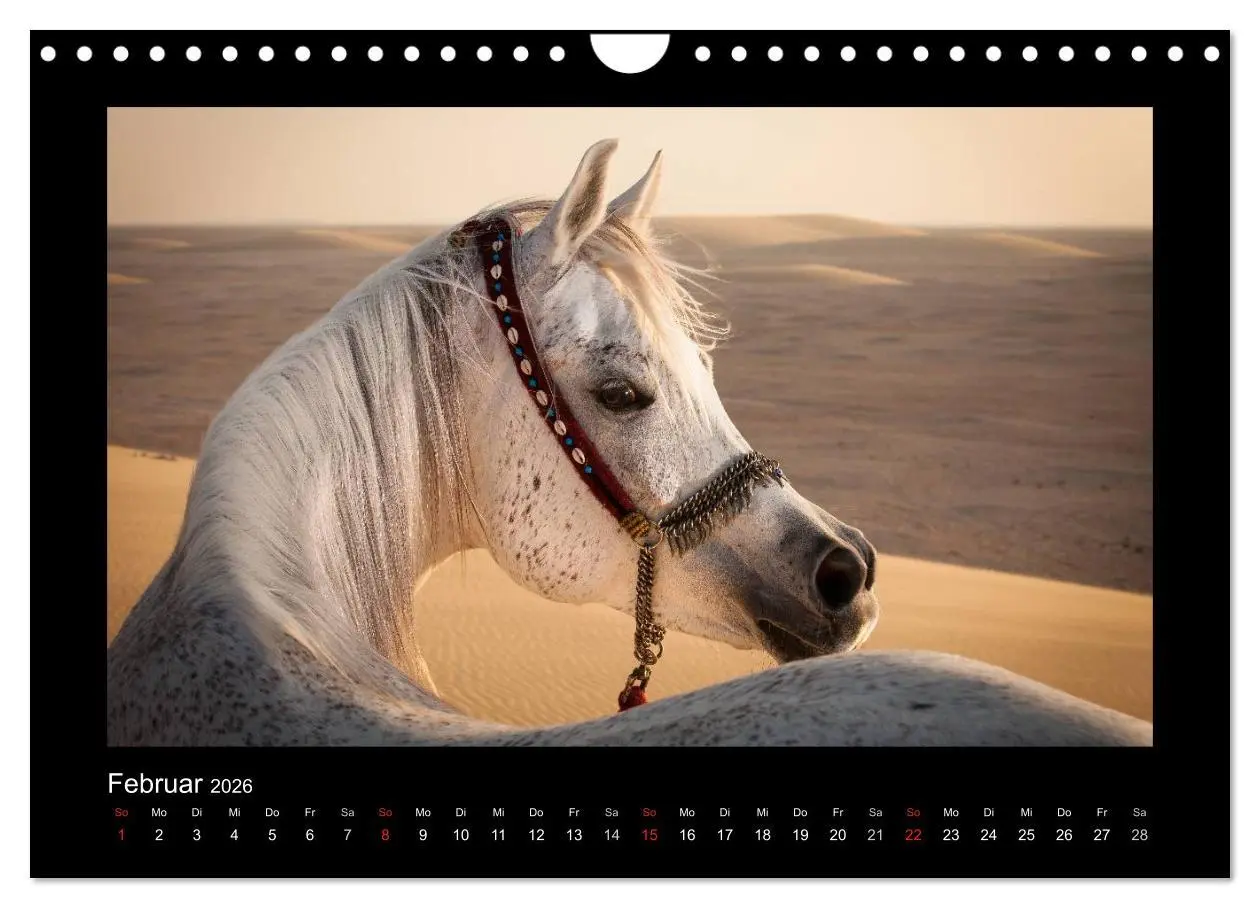 Bild: 9783516184143 | Vollblutaraber (Wandkalender 2026 DIN A4 quer), CALVENDO...