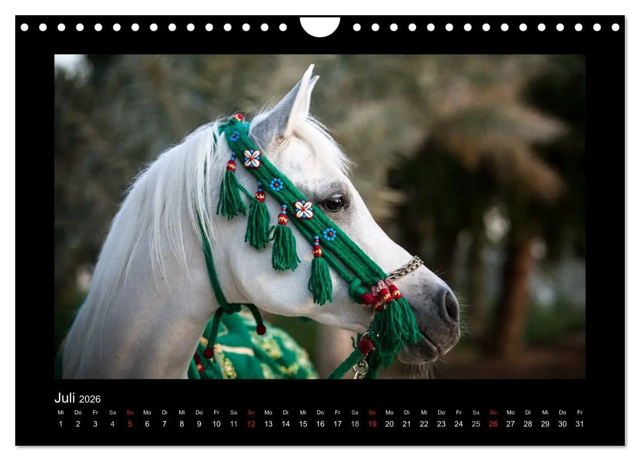 Bild: 9783516184143 | Vollblutaraber (Wandkalender 2026 DIN A4 quer), CALVENDO...