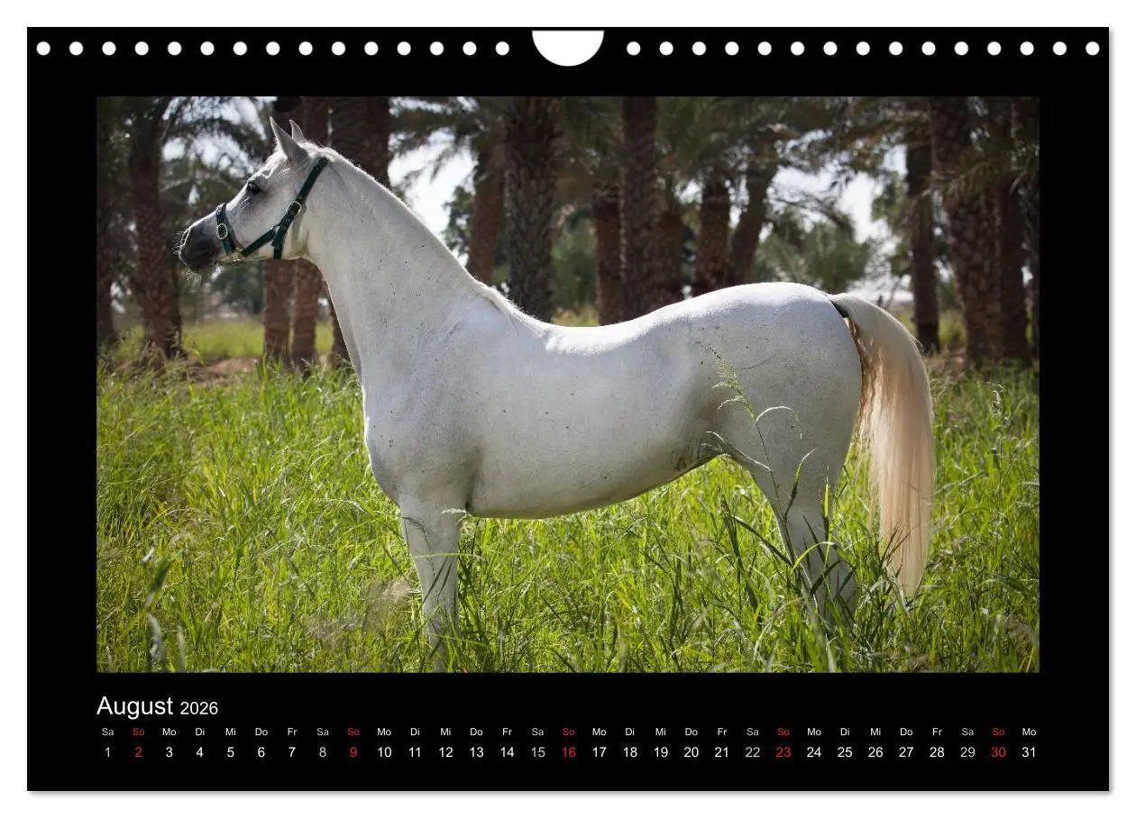 Bild: 9783516184143 | Vollblutaraber (Wandkalender 2026 DIN A4 quer), CALVENDO...