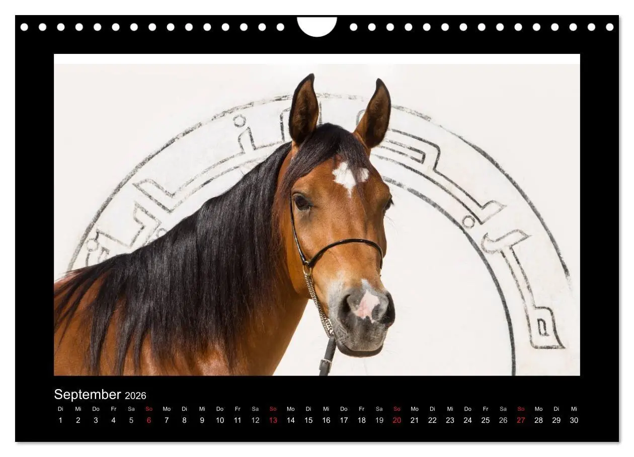 Bild: 9783516184143 | Vollblutaraber (Wandkalender 2026 DIN A4 quer), CALVENDO...
