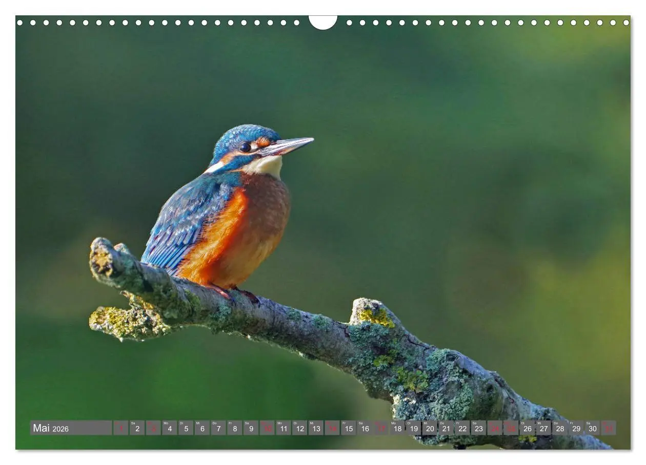 Bild: 9783457774243 | Zauberhafte Schwalm (Wandkalender 2026 DIN A3 quer), CALVENDO...