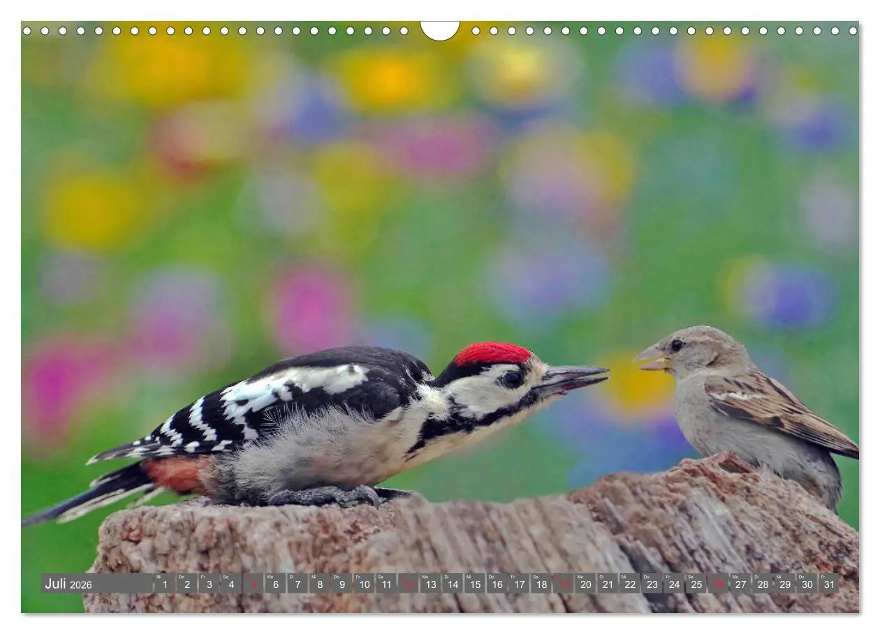 Bild: 9783457774243 | Zauberhafte Schwalm (Wandkalender 2026 DIN A3 quer), CALVENDO...
