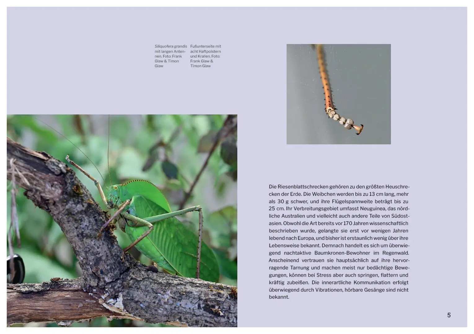 Bild: 9783258084343 | Die Welt der Heuschrecken | Martin Husemann (u. a.) | Buch | 320 S.