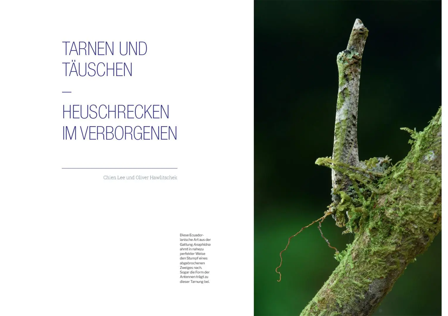 Bild: 9783258084343 | Die Welt der Heuschrecken | Martin Husemann (u. a.) | Buch | 320 S.