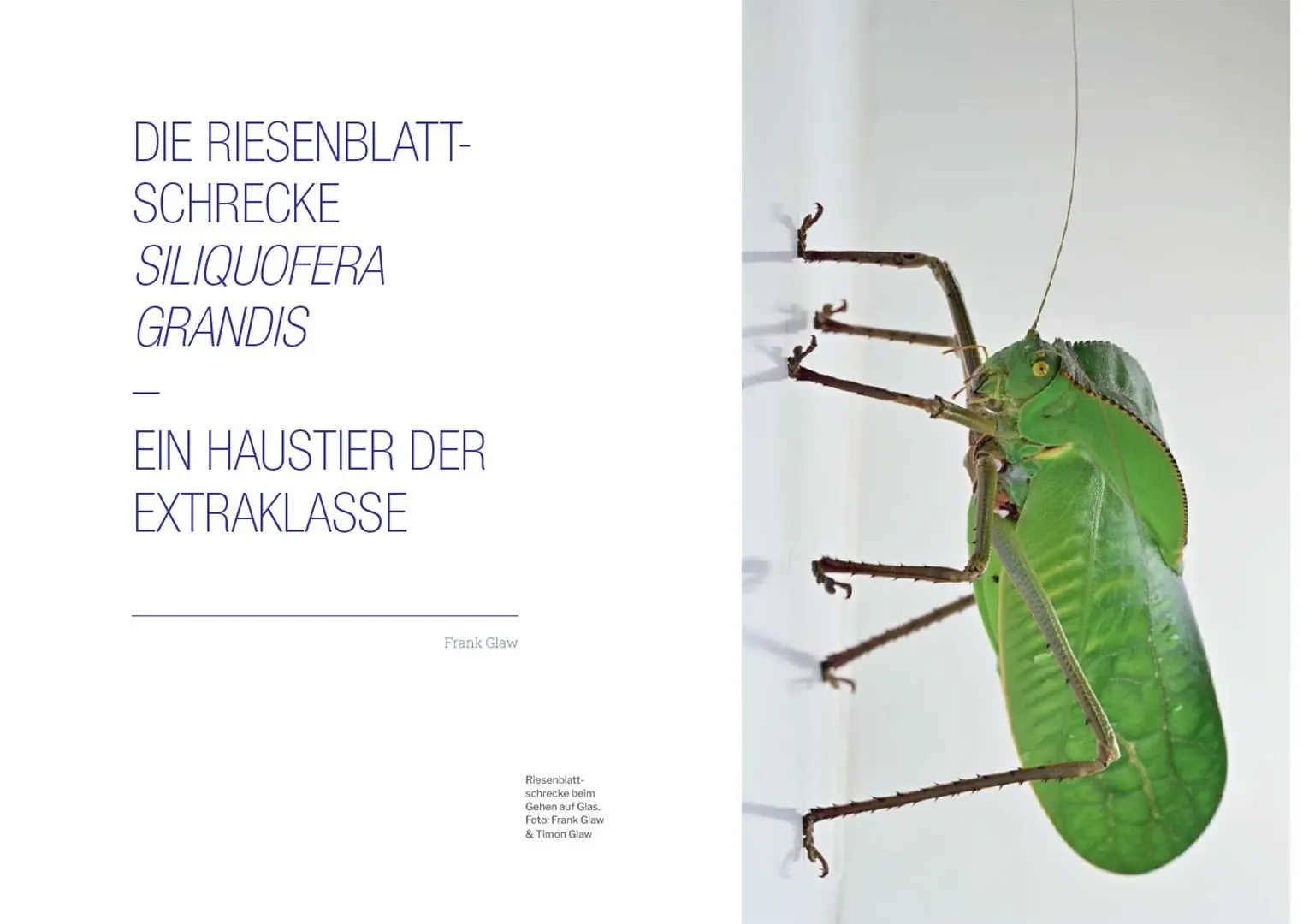 Bild: 9783258084343 | Die Welt der Heuschrecken | Martin Husemann (u. a.) | Buch | 320 S.