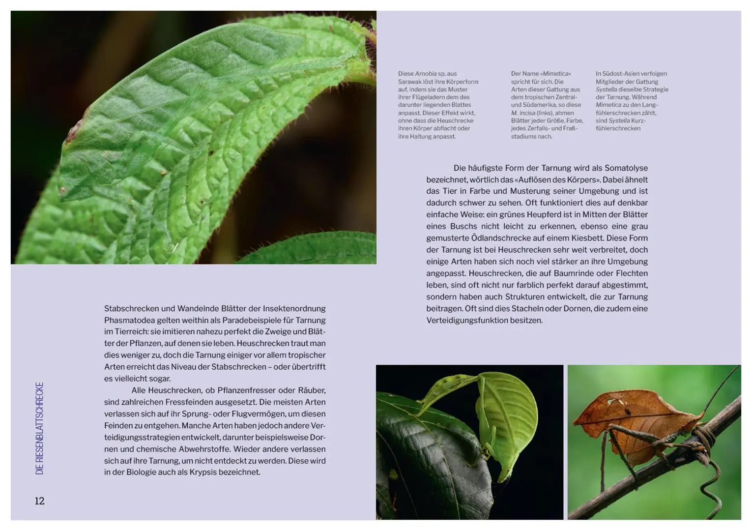 Bild: 9783258084343 | Die Welt der Heuschrecken | Martin Husemann (u. a.) | Buch | 320 S.