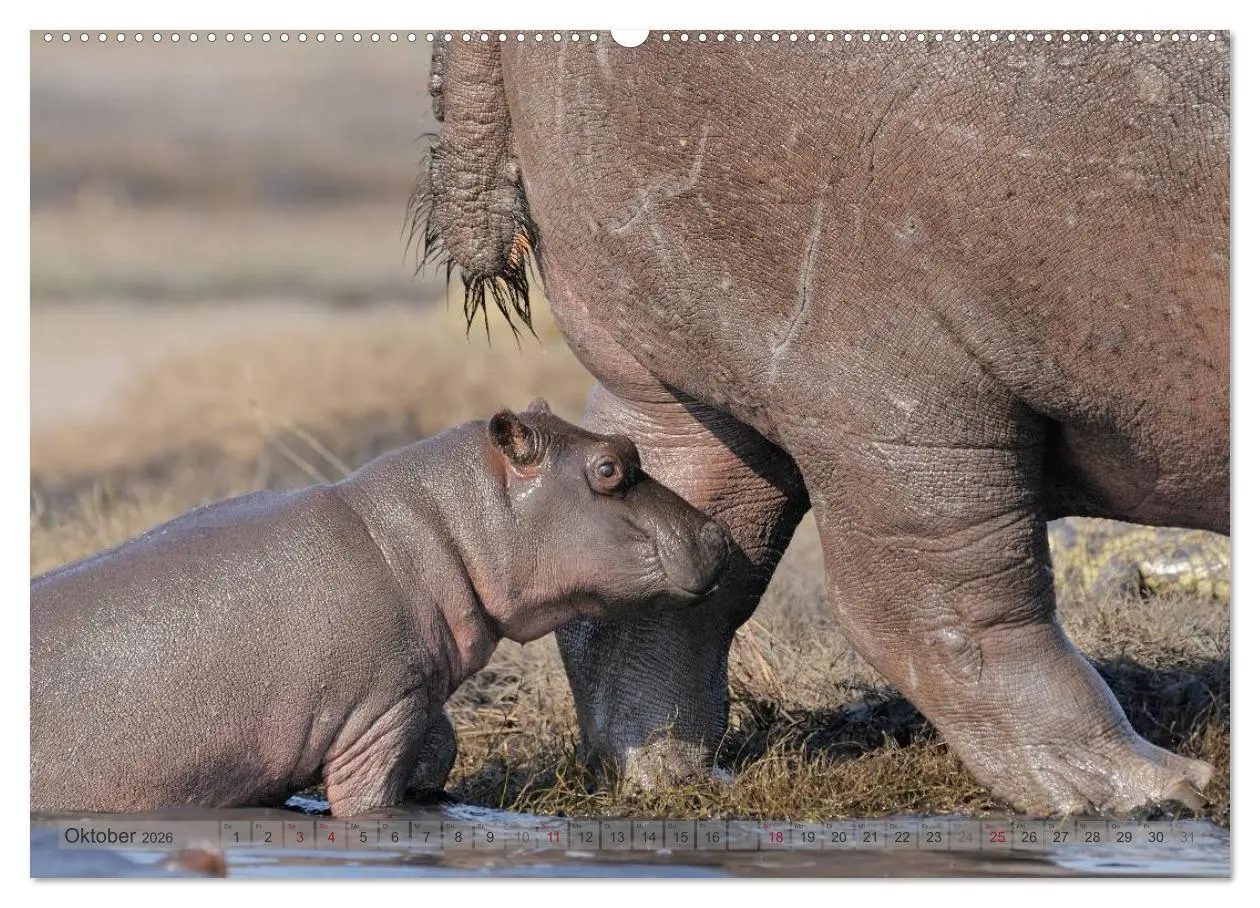 Bild: 9783516164343 | Flusspferde Magie des Augenblicks - Hippos in Afrika (Wandkalender...