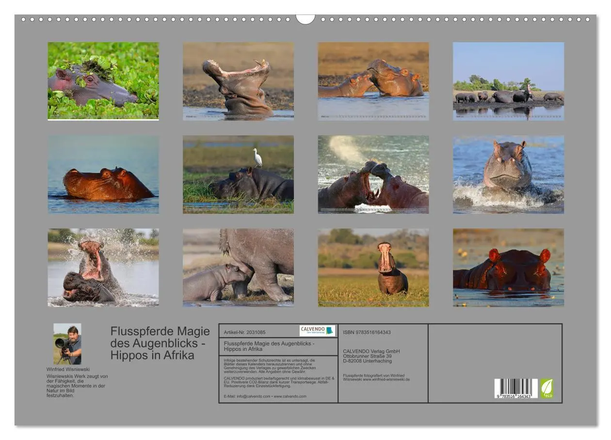Bild: 9783516164343 | Flusspferde Magie des Augenblicks - Hippos in Afrika (Wandkalender...