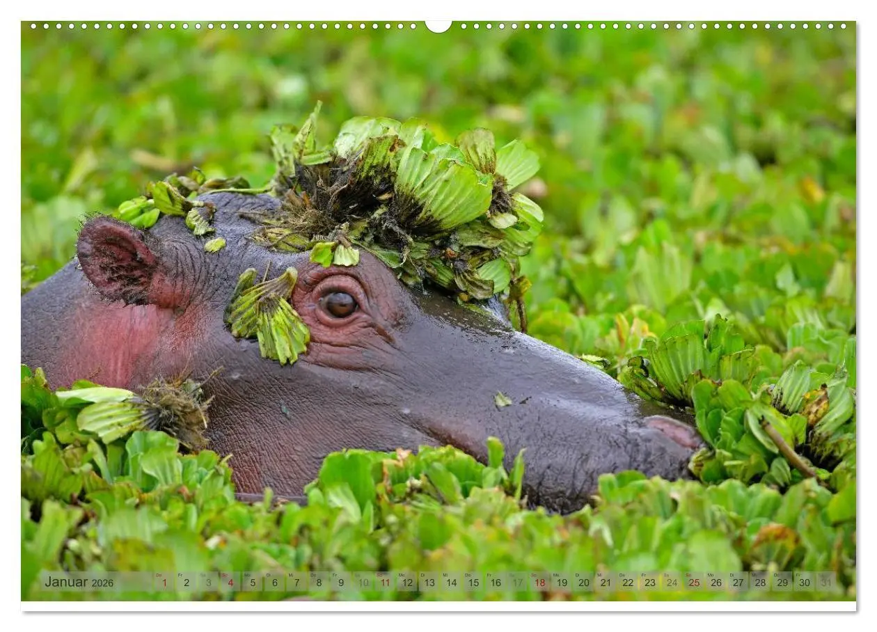 Bild: 9783516164343 | Flusspferde Magie des Augenblicks - Hippos in Afrika (Wandkalender...