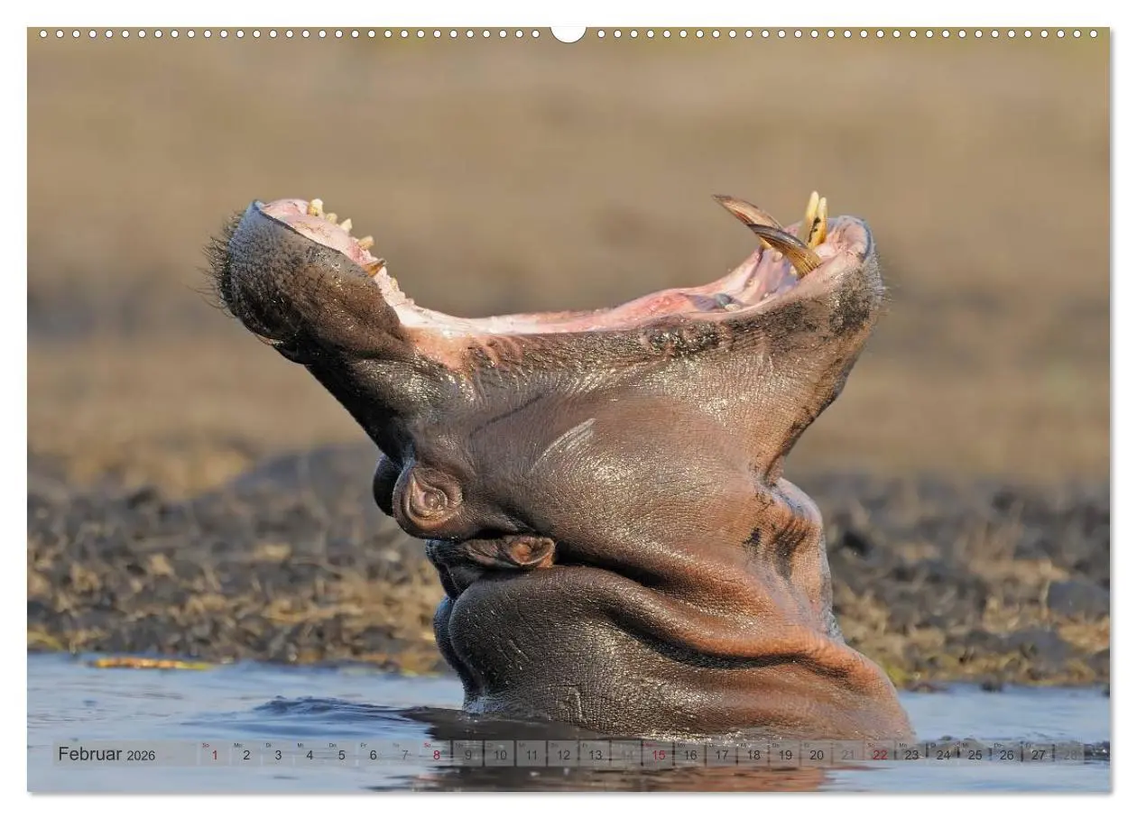 Bild: 9783516164343 | Flusspferde Magie des Augenblicks - Hippos in Afrika (Wandkalender...
