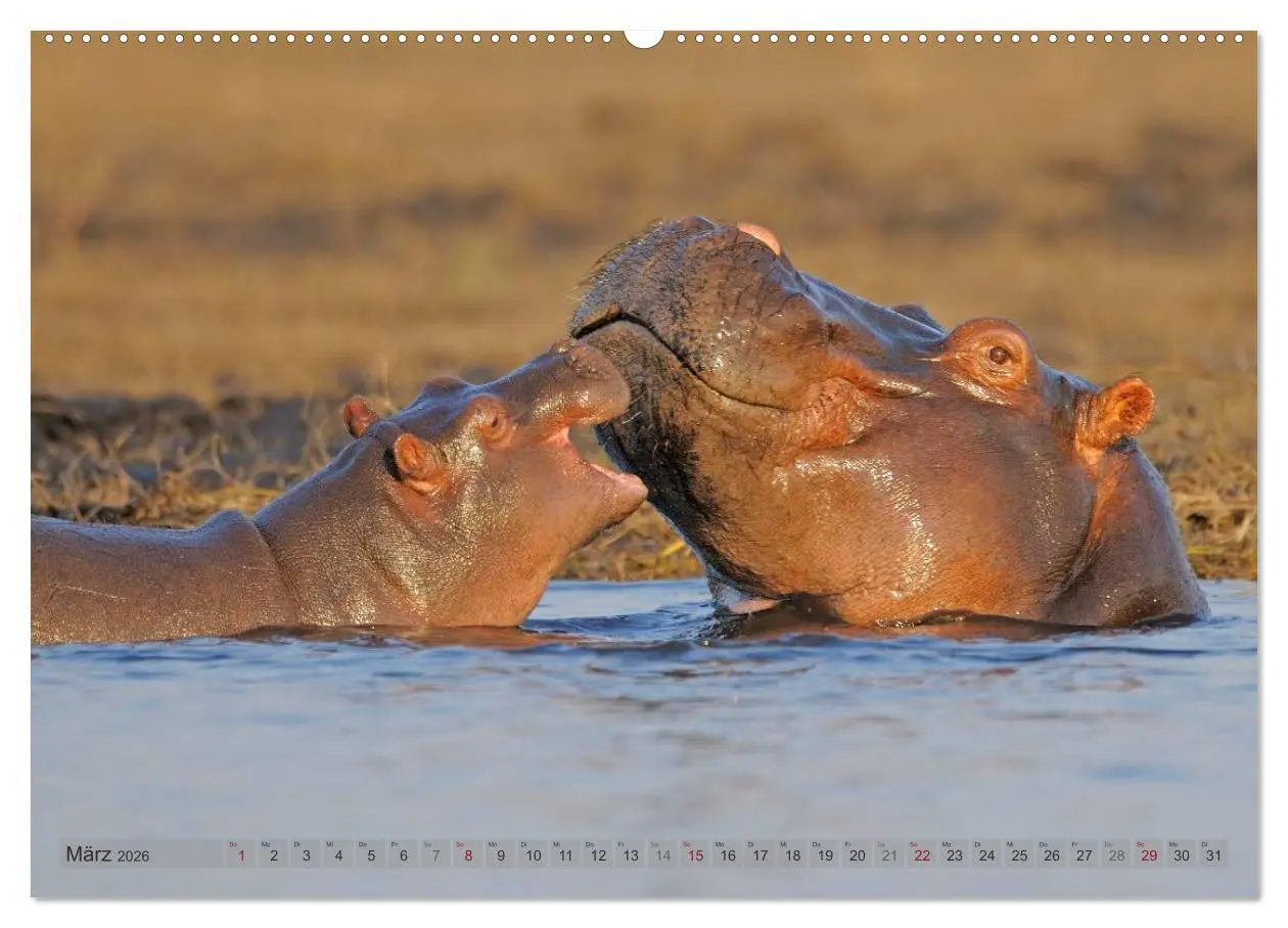 Bild: 9783516164343 | Flusspferde Magie des Augenblicks - Hippos in Afrika (Wandkalender...