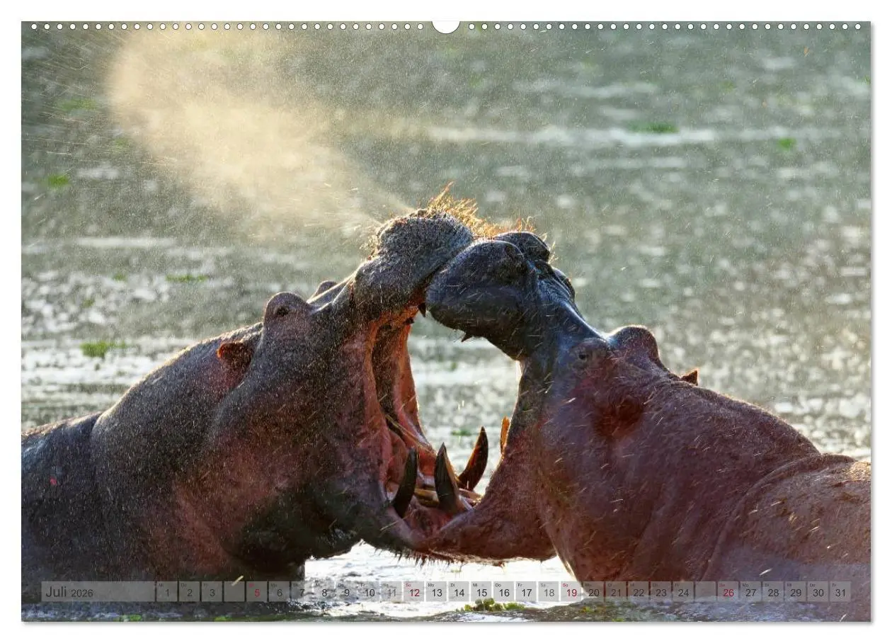Bild: 9783516164343 | Flusspferde Magie des Augenblicks - Hippos in Afrika (Wandkalender...